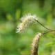 SANGUISORBA obtusa 'Alba'