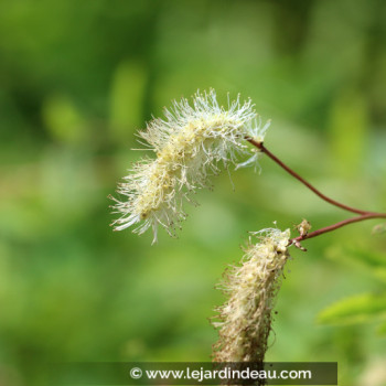 SANGUISORBA obtusa &#039;Alba&#039;