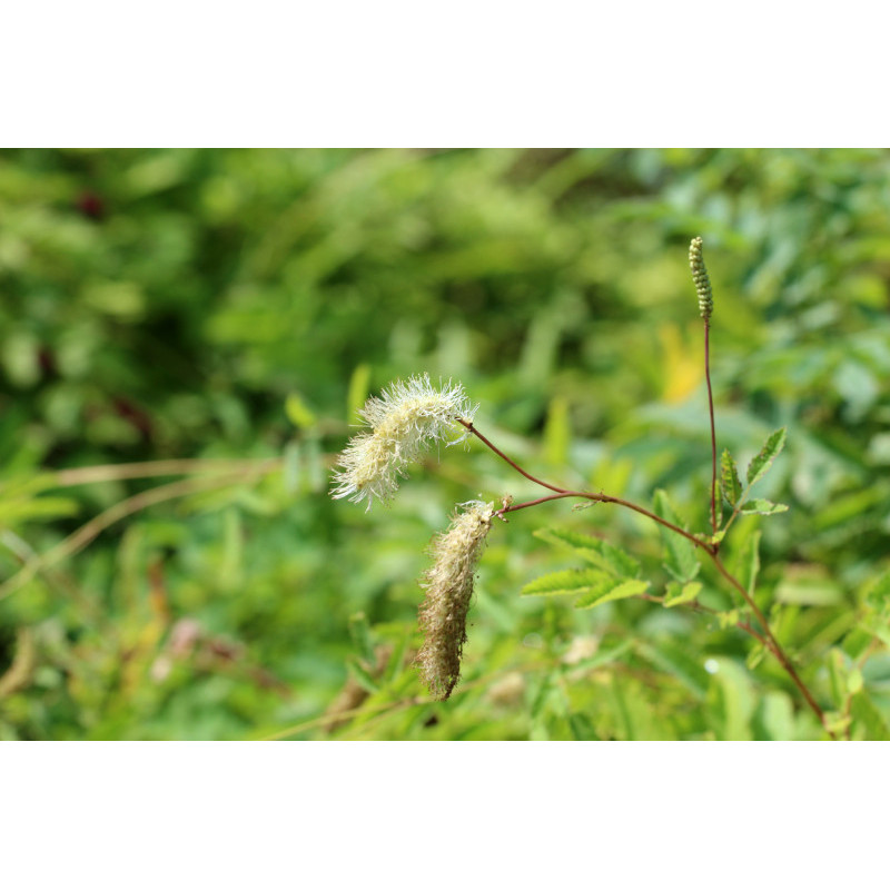 SANGUISORBA obtusa 'Alba'