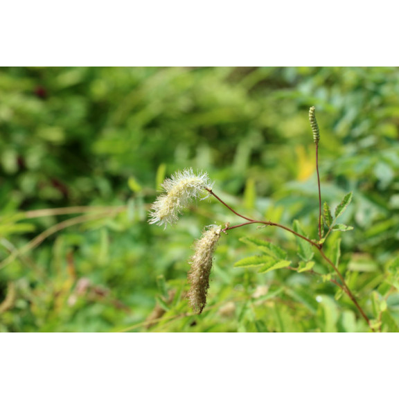SANGUISORBA obtusa 'Alba'