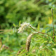 SANGUISORBA obtusa 'Alba'