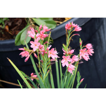 SCHIZOSTYLIS coccinea \'Mrs Hegarty\'
