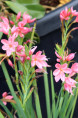 SCHIZOSTYLIS coccinea 'Mrs Hegarty'