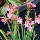 SCHIZOSTYLIS coccinea 'Mrs Hegarty'