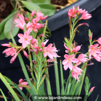 SCHIZOSTYLIS coccinea &#039;Mrs Hegarty&#039;