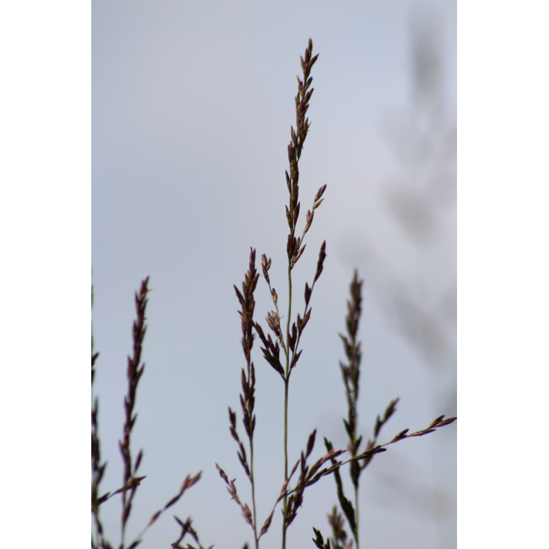 MOLINIA caerulea subsp. arundinacea 'Bergfreund' MOLINIA caerulea subsp. arundinacea 'Bergfreund'