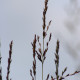 MOLINIA caerulea subsp. arundinacea 'Bergfreund'