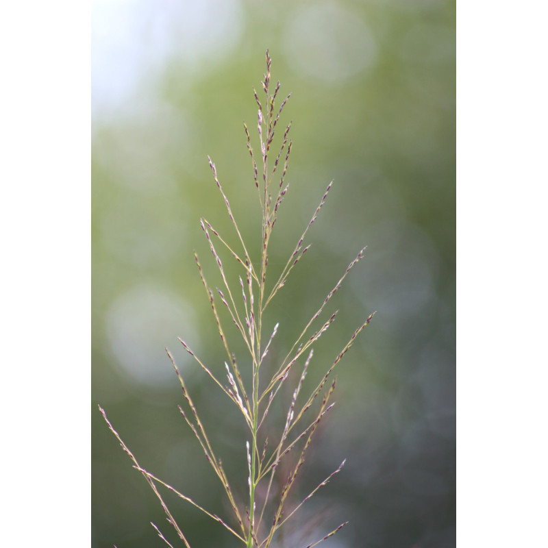 MOLINIA caerulea subsp. arundinacea 'Bergfreund' MOLINIA caerulea subsp. arundinacea 'Bergfreund'