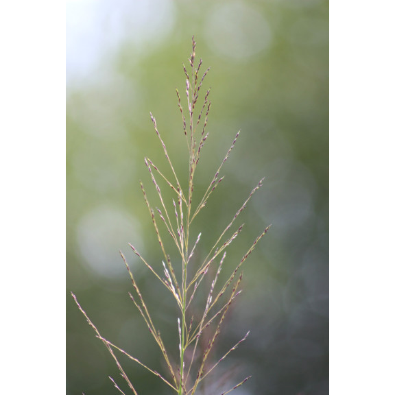 MOLINIA caerulea subsp. arundinacea 'Bergfreund'