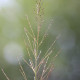 MOLINIA caerulea subsp. arundinacea 'Bergfreund'