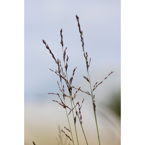 MOLINIA caerulea subsp. arundinacea 'Bergfreund'