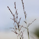 MOLINIA caerulea subsp. arundinacea 'Bergfreund'