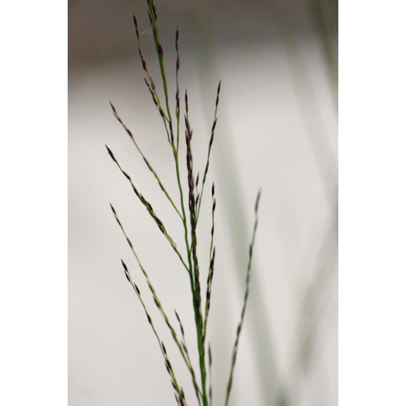 MOLINIA caerulea subsp. arundinacea 'Cordoba'