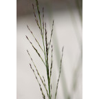 MOLINIA caerulea subsp. arundinacea 'Cordoba' MOLINIA caerulea subsp. arundinacea 'Cordoba'