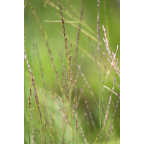 MOLINIA caerulea subsp. arundinacea 'Cordoba' MOLINIA caerulea subsp. arundinacea 'Cordoba'