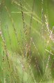 MOLINIA caerulea subsp. arundinacea 'Cordoba'