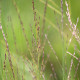 MOLINIA caerulea subsp. arundinacea 'Cordoba'