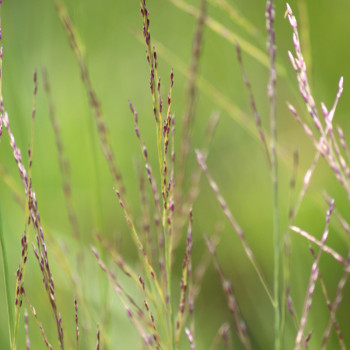 MOLINIA caerulea subsp. arundinacea &#039;Cordoba&#039;