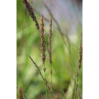 MOLINIA caerulea subsp. arundinacea 'Moorhexe'