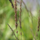 MOLINIA caerulea subsp. arundinacea 'Moorhexe'