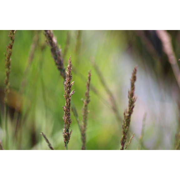 MOLINIA caerulea subsp. arundinacea 'Moorhexe'
