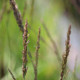 MOLINIA caerulea subsp. arundinacea 'Moorhexe'