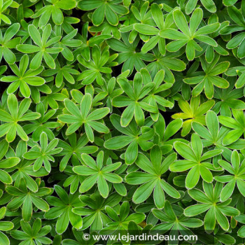 ALCHEMILLA alpina