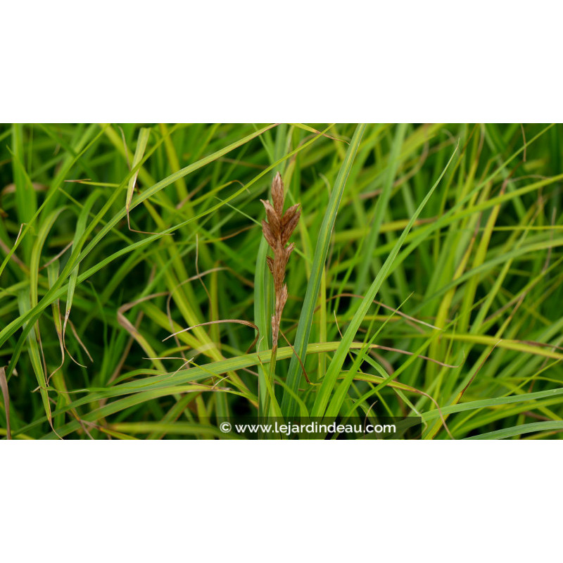 CAREX muskingumensis 'Silberstreif'