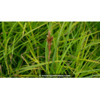 CAREX muskingumensis 'Silberstreif'