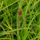 CAREX muskingumensis 'Silberstreif'