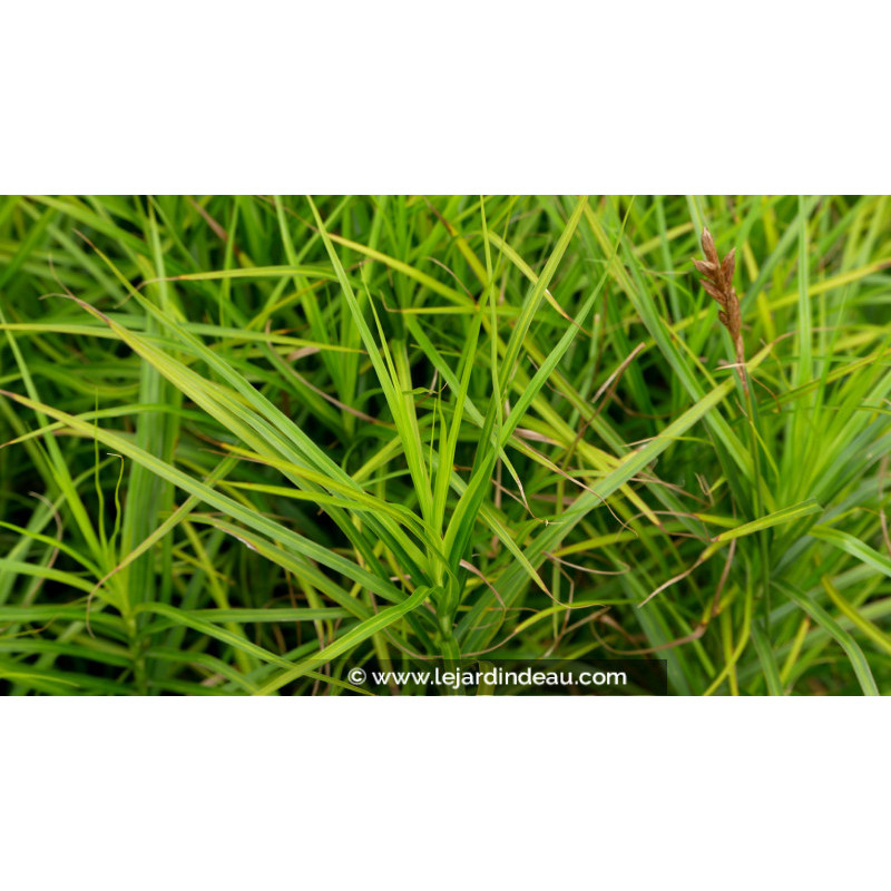 CAREX muskingumensis 'Silberstreif'