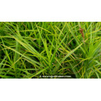 CAREX muskingumensis 'Silberstreif'