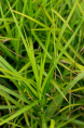 CAREX muskingumensis 'Silberstreif'