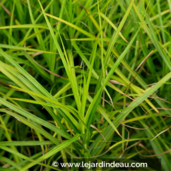 CAREX muskingumensis &#039;Silberstreif&#039;