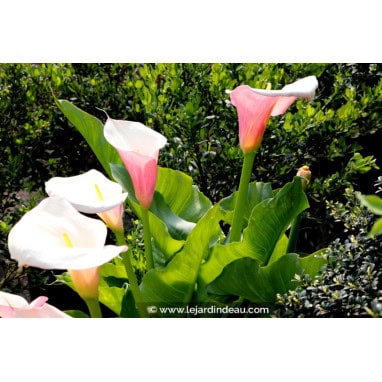 ZANTEDESCHIA aethiopica \'Flamingo\' - Arum d\'Éthiopie
