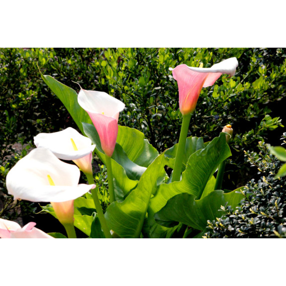 ZANTEDESCHIA aethiopica 'Flamingo'