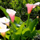 ZANTEDESCHIA aethiopica 'Flamingo'