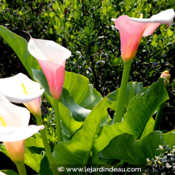 ZANTEDESCHIA aethiopica &#039;Flamingo&#039;