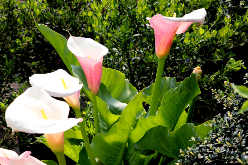 ZANTEDESCHIA aethiopica 'Flamingo', arum, rose, rive Le Jardin d'eau