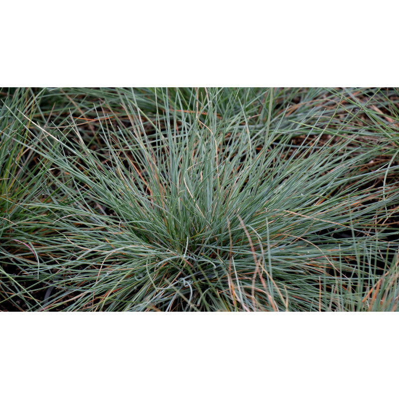 FESTUCA amethystina