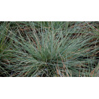 FESTUCA amethystina