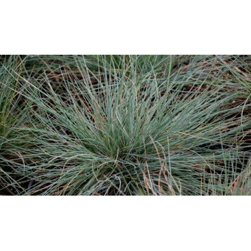 FESTUCA amethystina