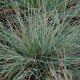 FESTUCA amethystina