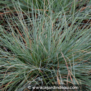 FESTUCA amethystina