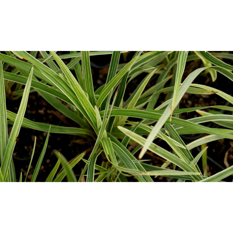 OPHIOPOGON japonicus 'Albovariegata' OPHIOPOGON japonicus 'Albovariegata'