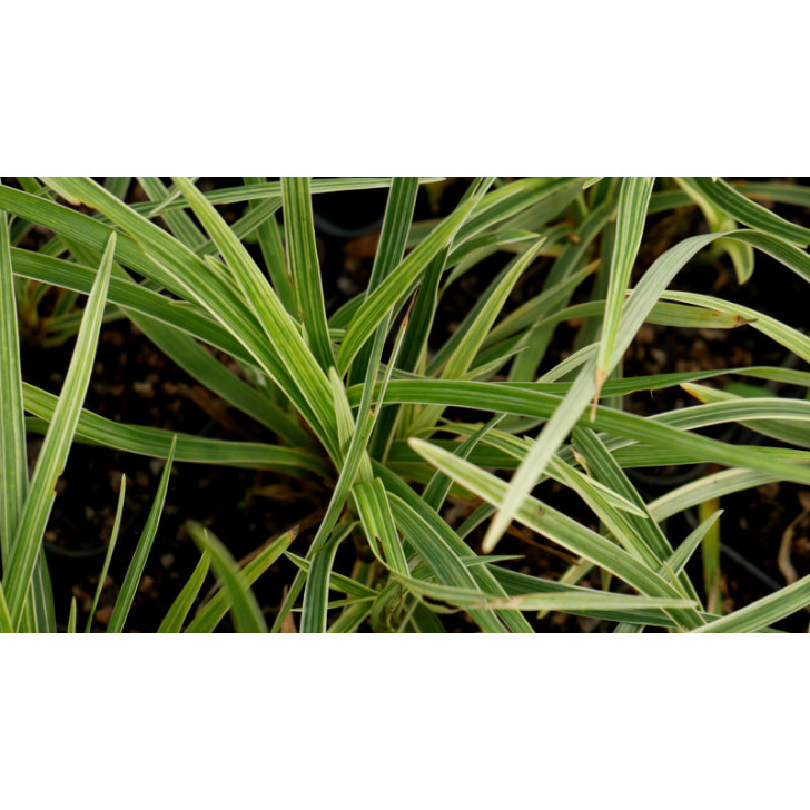 OPHIOPOGON japonicus 'Albovariegata'