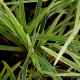 OPHIOPOGON japonicus 'Albovariegata'