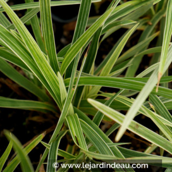 OPHIOPOGON japonicus &#039;Albovariegata&#039;