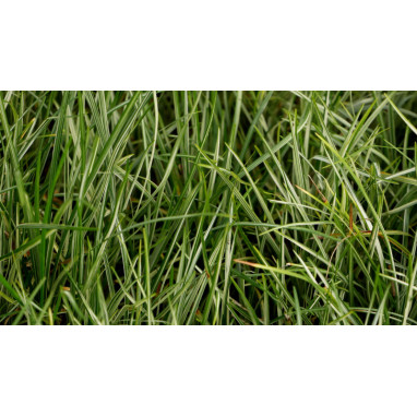 OPHIOPOGON japonicus \'Silver Mist\'