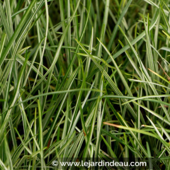 OPHIOPOGON japonicus &#039;Silver Mist&#039;